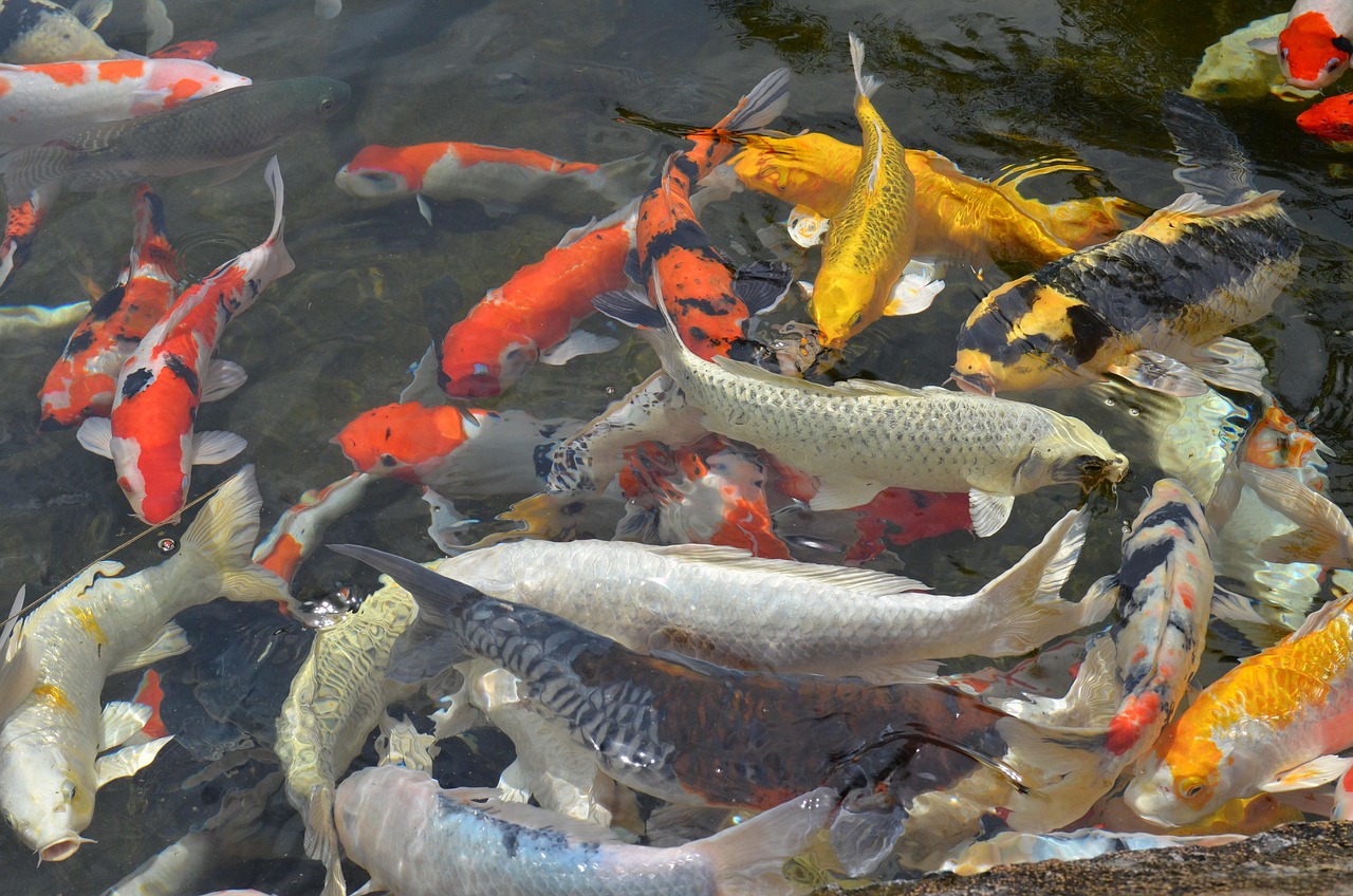 Koi fish