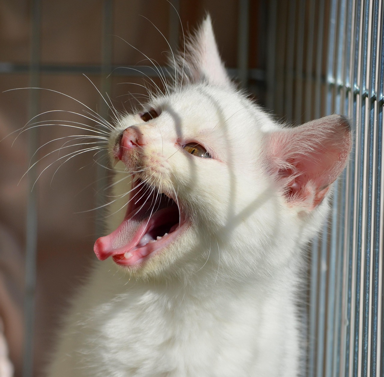 Animal welfare